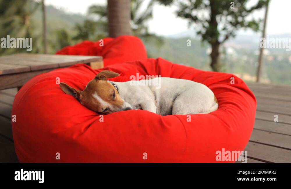 dog jack russell is sleeping on a red pillow overlooking the tropical island Stock Video Footage
