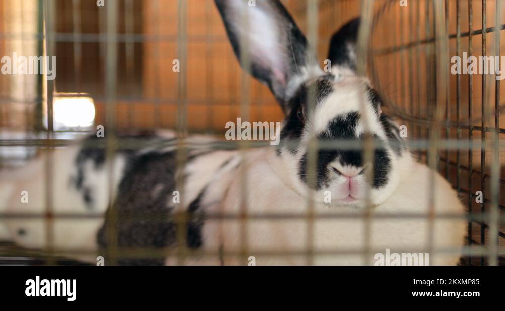 Bunnies inside cages in 4K. Rabbit inside cage Stock Video Footage Alamy