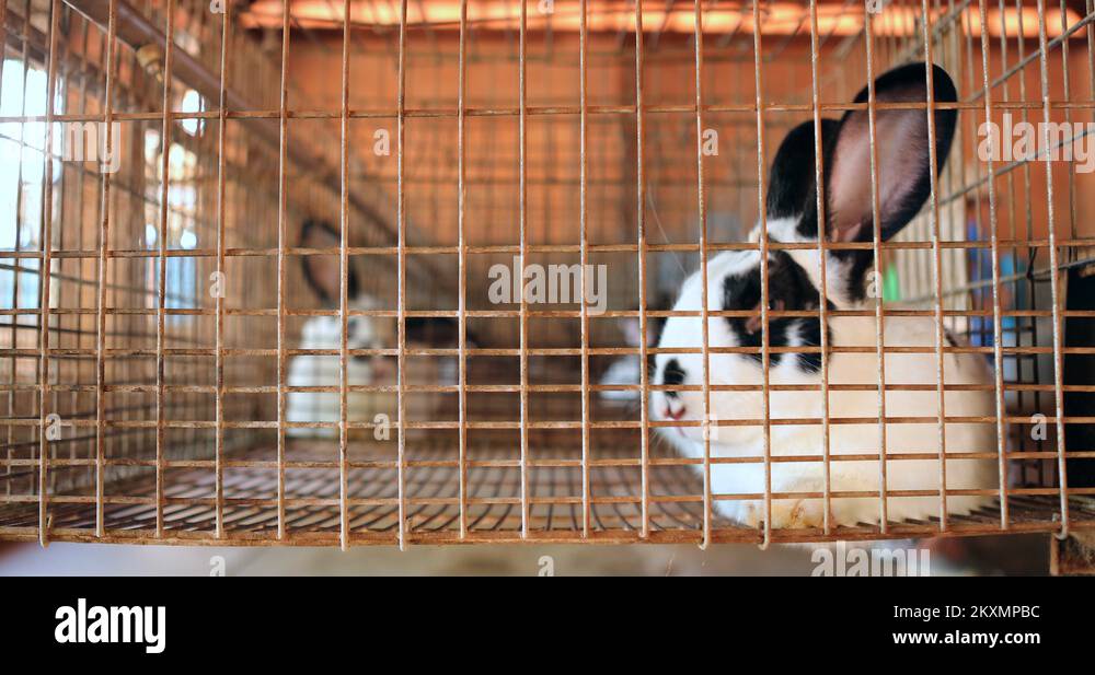 Bunnies in cages Stock Videos & Footage HD and 4K Video Clips Alamy