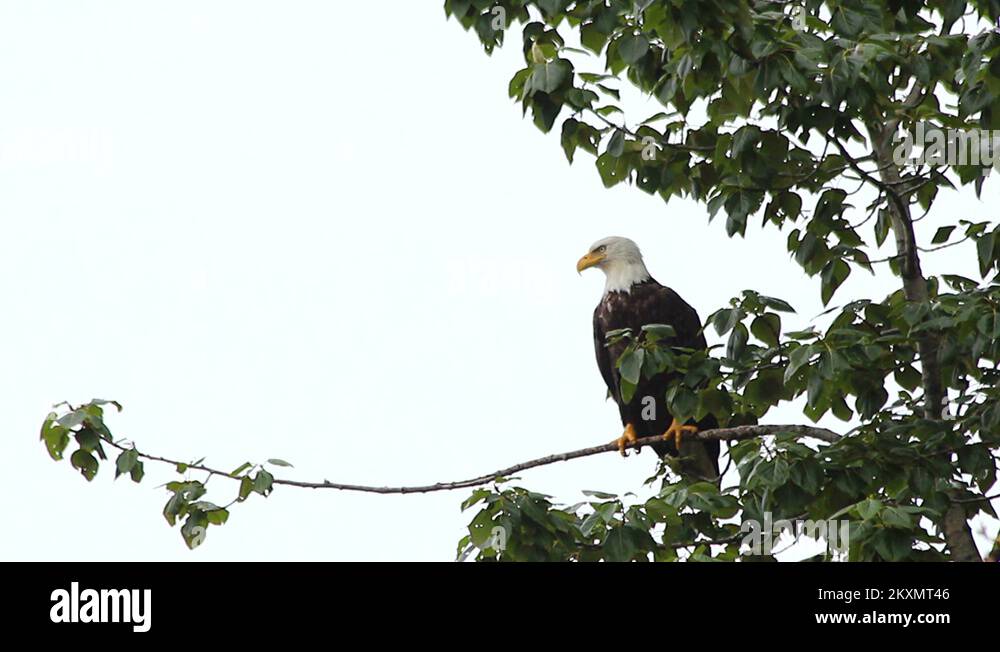 Bald eagle perches on branch Stock Videos & Footage - HD and 4K Video