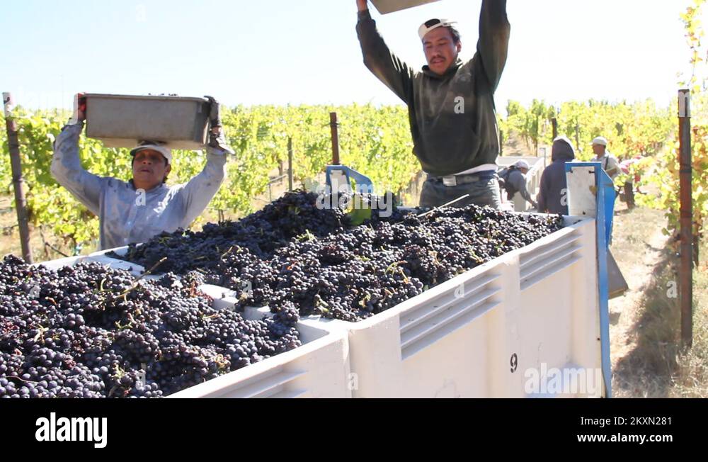Grape bins Stock Videos & Footage HD and 4K Video Clips Alamy