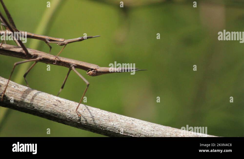 Brazilian stick insect Stock Videos & Footage - HD and 4K Video Clips ...
