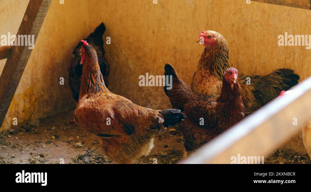 Free range chicken farm house Stock Videos & Footage HD and 4K Video