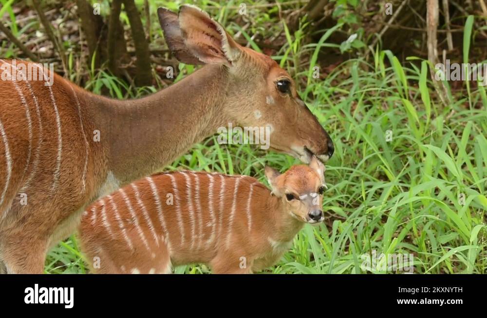 Nyala female cleaning newborns ear Stock Video Footage Alamy