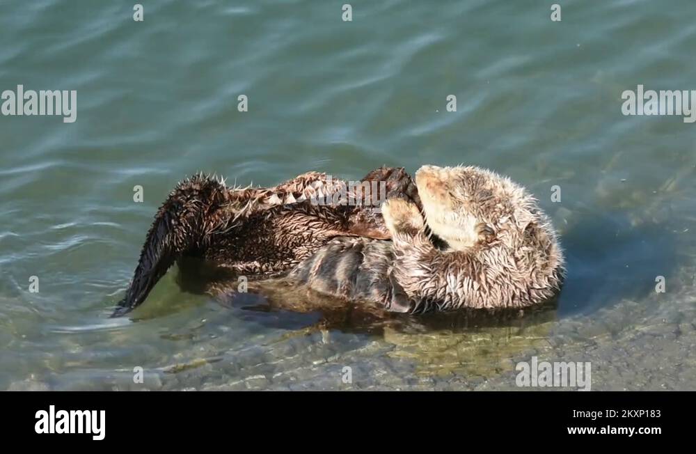 Sea Otter. Grooming Stock Video Footage - Alamy