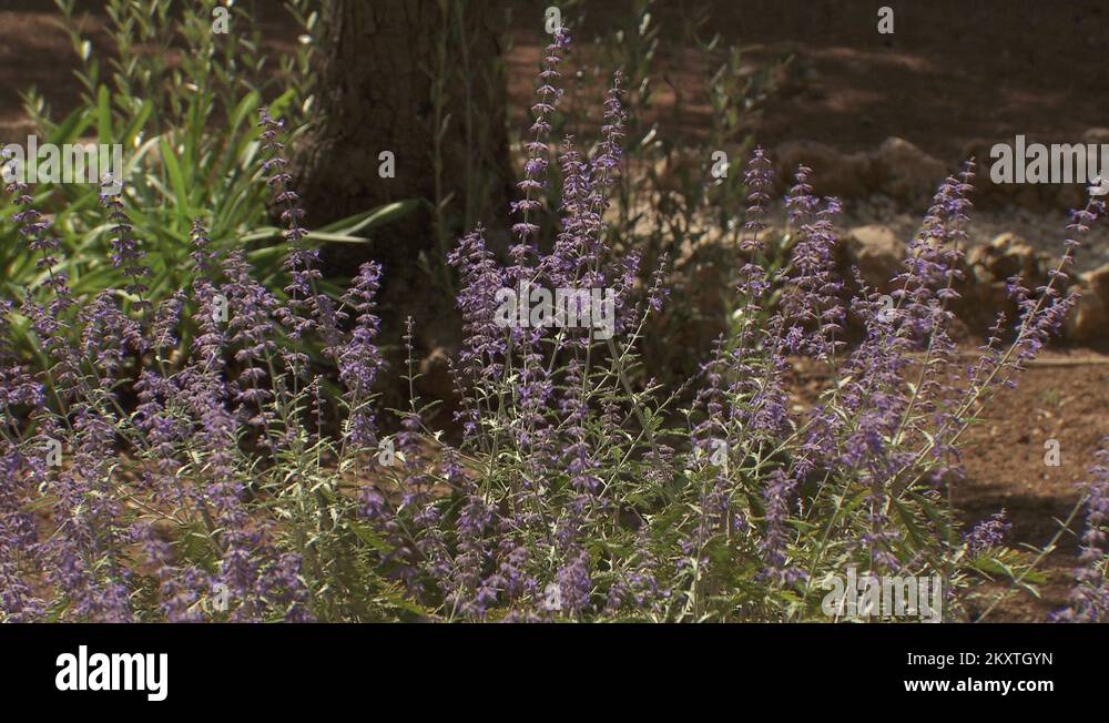 Garden of gethsemane flowers Stock Videos & Footage HD and 4K Video