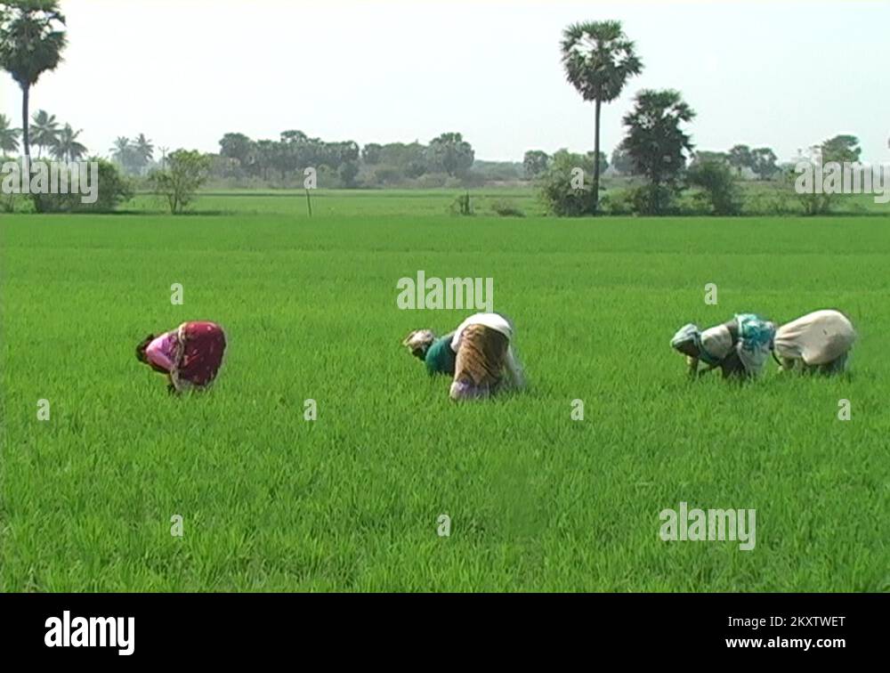 Rice farming in Tamil Nadu India Stock Video Footage - Alamy