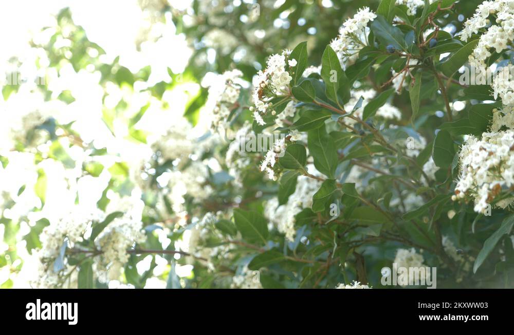 Viburnum tinus shrub plant Stock Videos & Footage HD and 4K Video