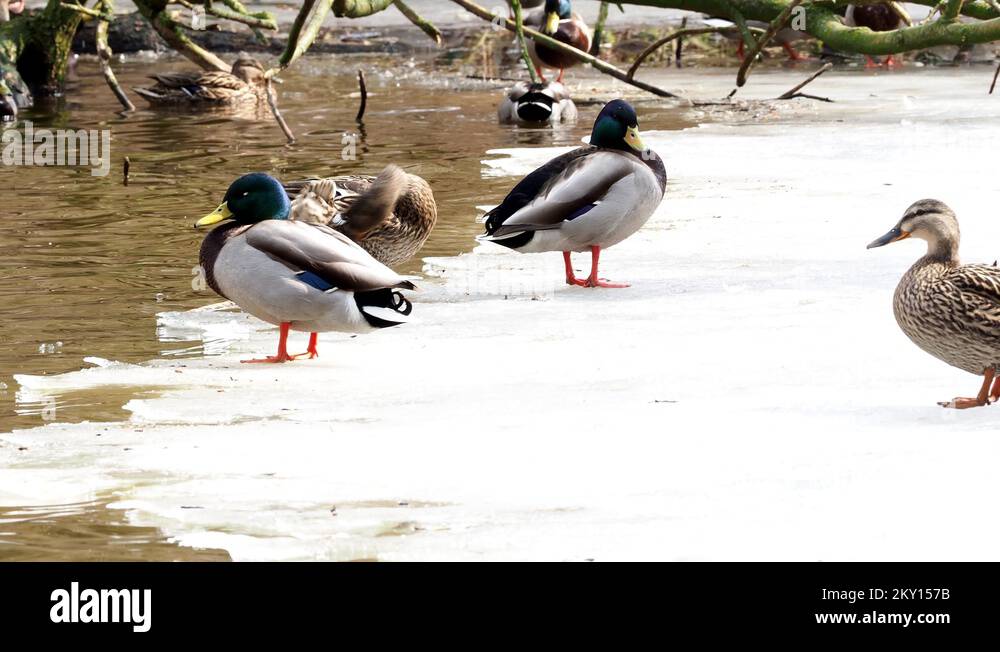 Ducks on ice floe, ice on the river. Anas platyrhynchos. Arrival of