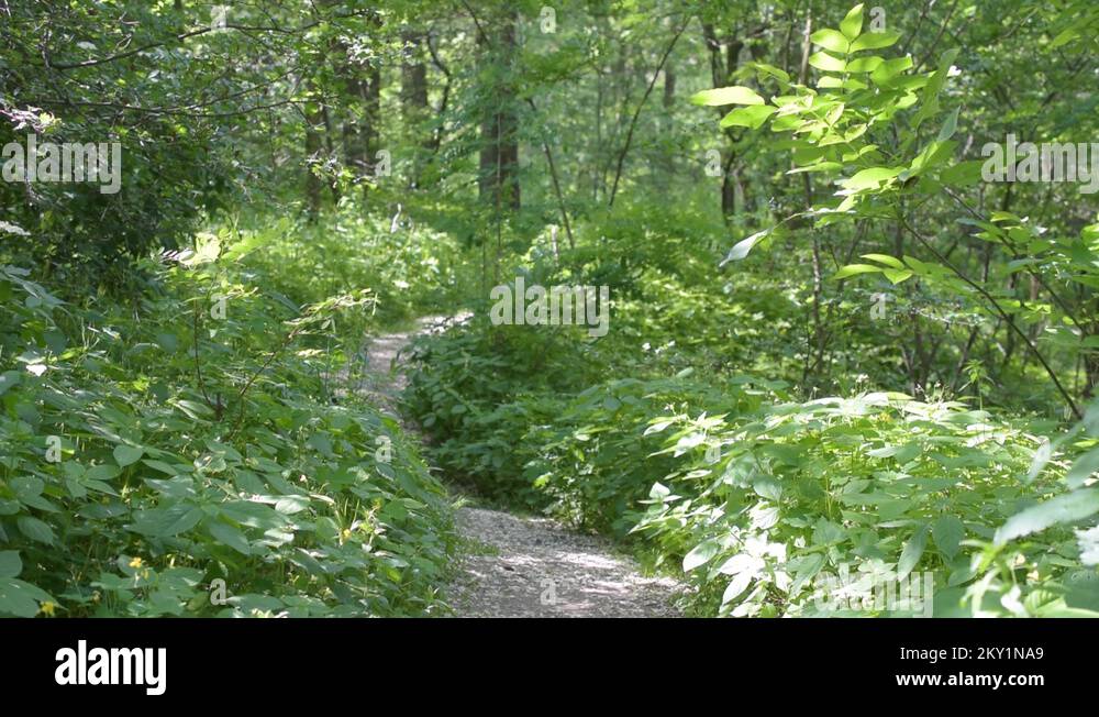 Footpath green lush forest Stock Videos & Footage - HD and 4K Video ...