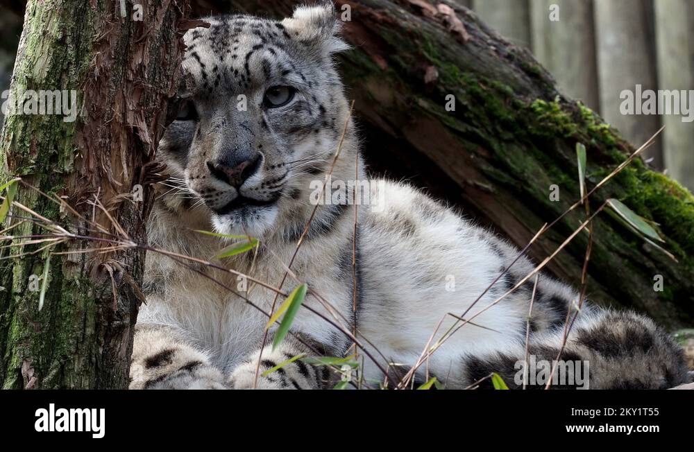 Snow leopard face Stock Videos & Footage - HD and 4K Video Clips - Alamy