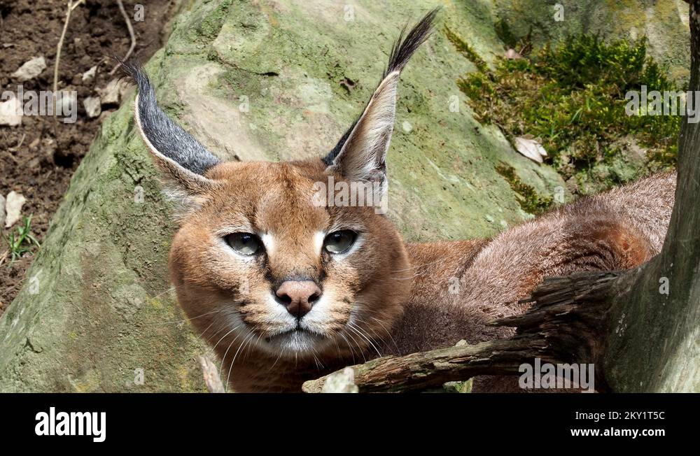 Caracal caracal caracal Stock Videos & Footage HD and 4K Video Clips