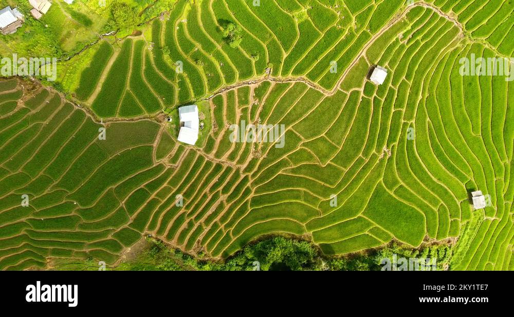 Terrace Land Rice Land terrace Stock Videos & Footage - HD and 4K Video Clips - Alamy