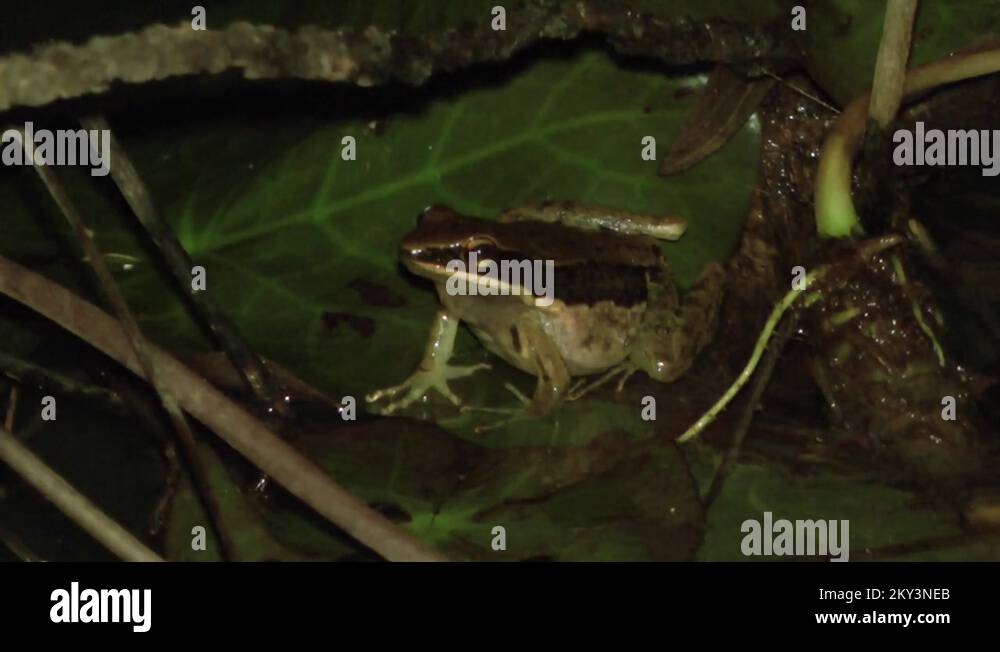 Frog vocalization Stock Videos & Footage HD and 4K Video Clips Alamy