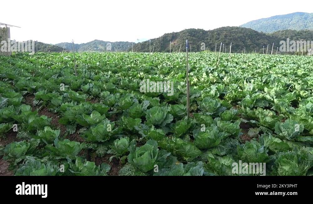 Commercial vegetable farm, Malaysia Stock Video Footage Alamy