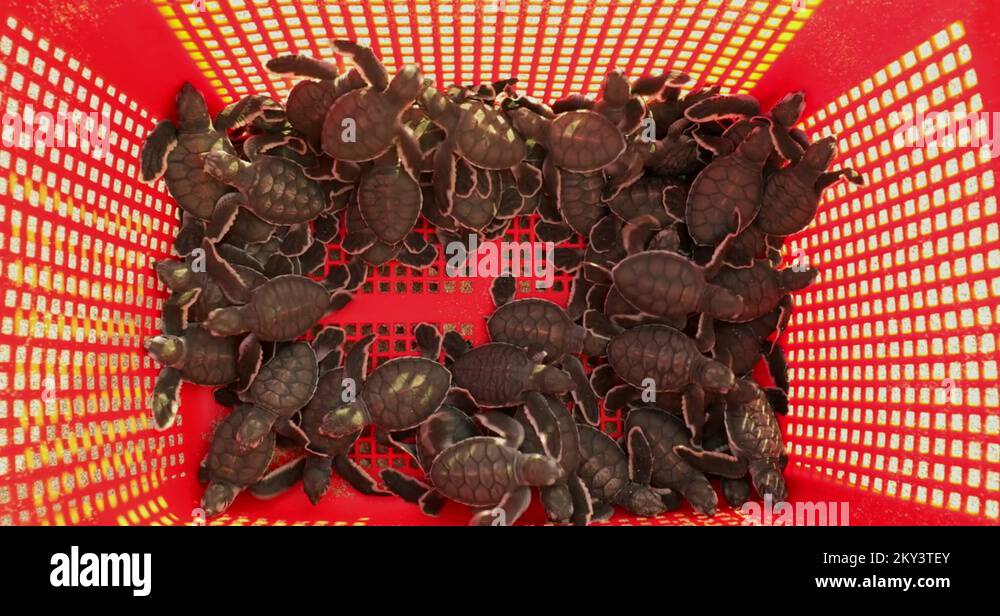 Little sea turtles in a container Stock Video Footage - Alamy