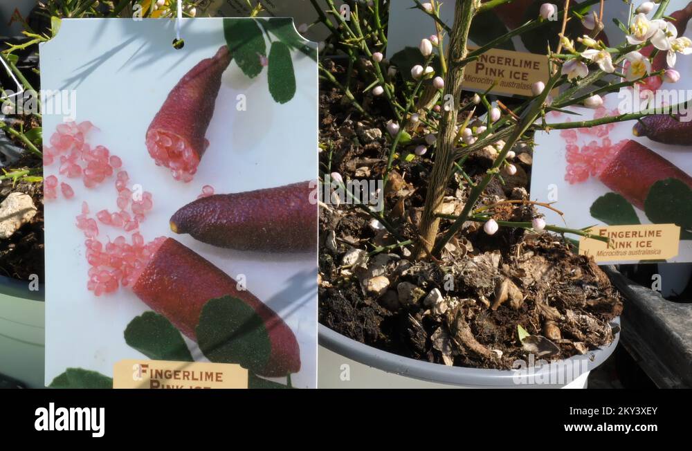 Australian plant nursery Stock Videos & Footage HD and 4K Video Clips