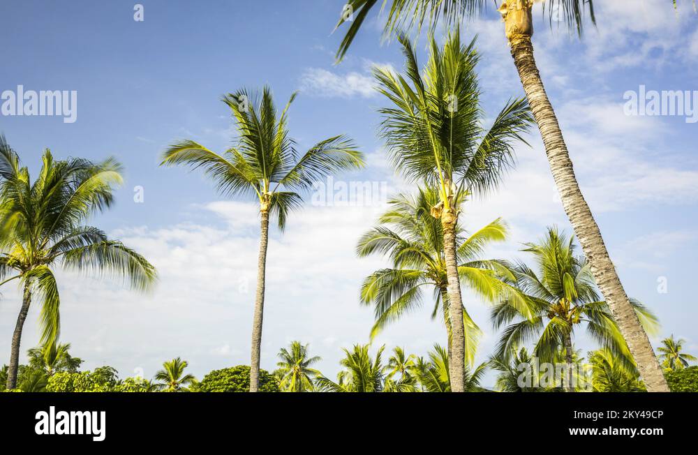 Coconut trees hawaii kailua Stock Videos & Footage - HD and 4K Video ...