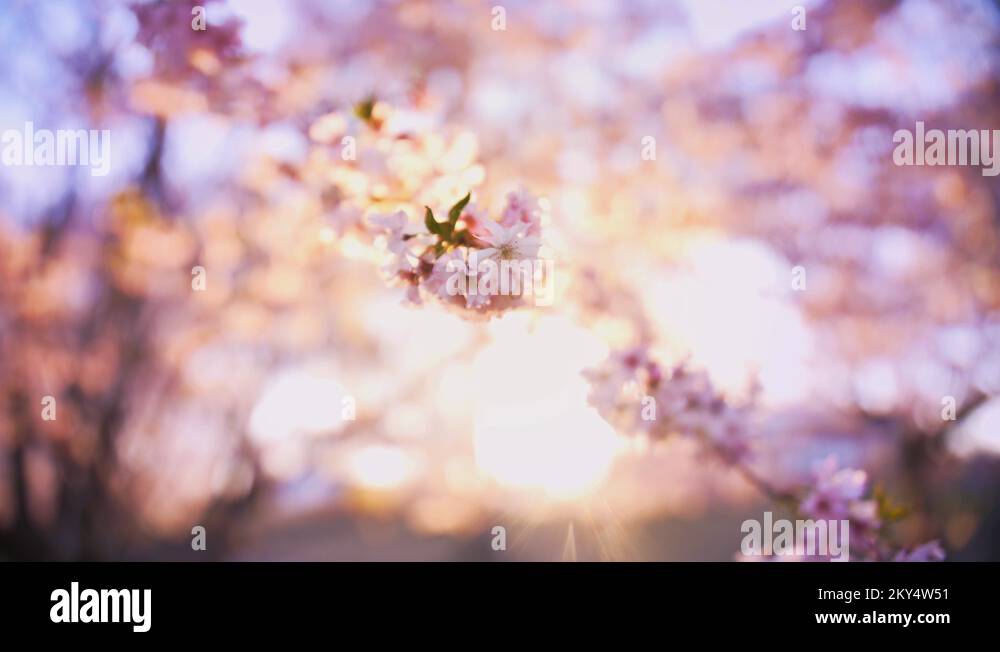 Cherrytree Stock Videos & Footage - HD and 4K Video Clips - Alamy