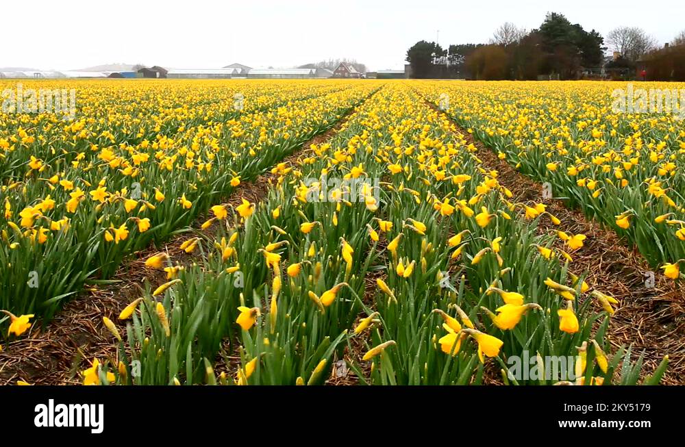 Traditional dutch flower Stock Videos & Footage HD and 4K Video Clips