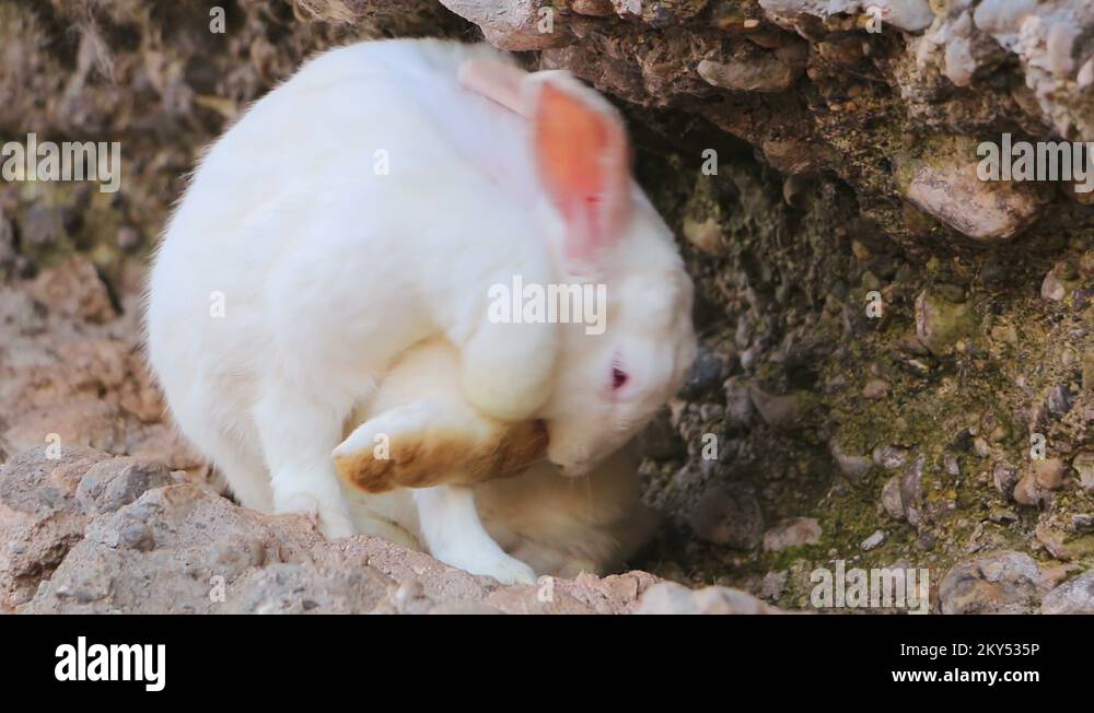 White rabbit cleaning its paw. White rabbit cleaning his foot Stock