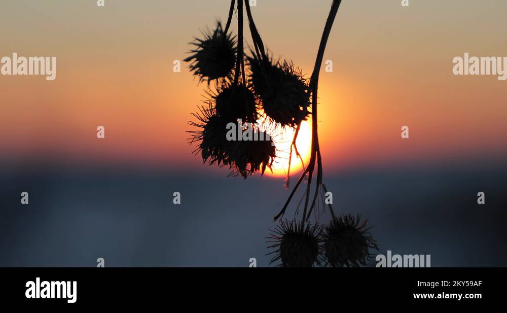 Weed with thorns stock videos footage hd and 4k video clips alamy