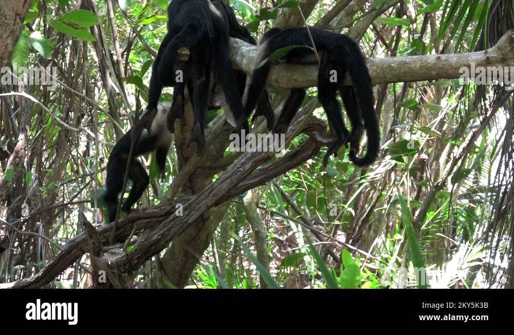 Monkeys jungle tourism attraction destination Stock Videos & Footage ...