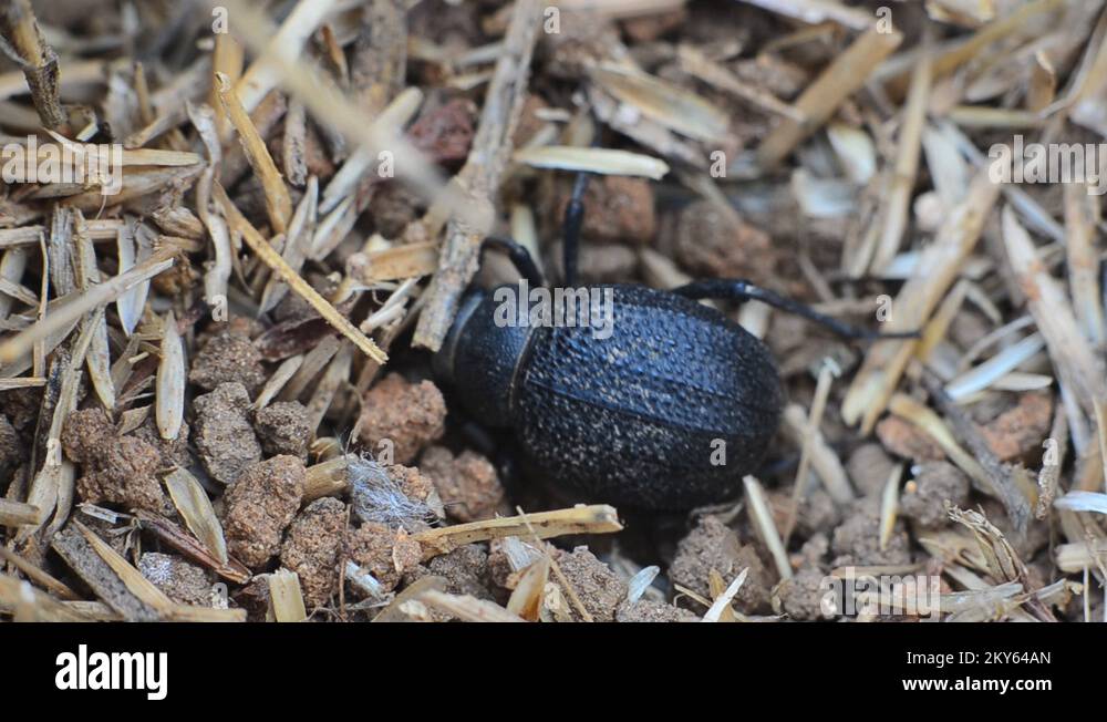 Namib darkling desert beetle Stock Videos & Footage HD and 4K Video