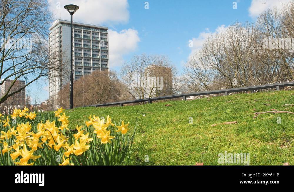 Daffodils house uk Stock Videos & Footage HD and 4K Video Clips Alamy