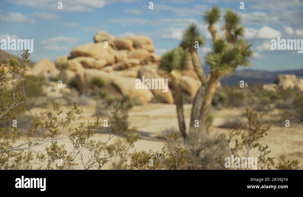 Desert plants with a small rocky mesa in the distance for green screen Stock Video Footage Alamy