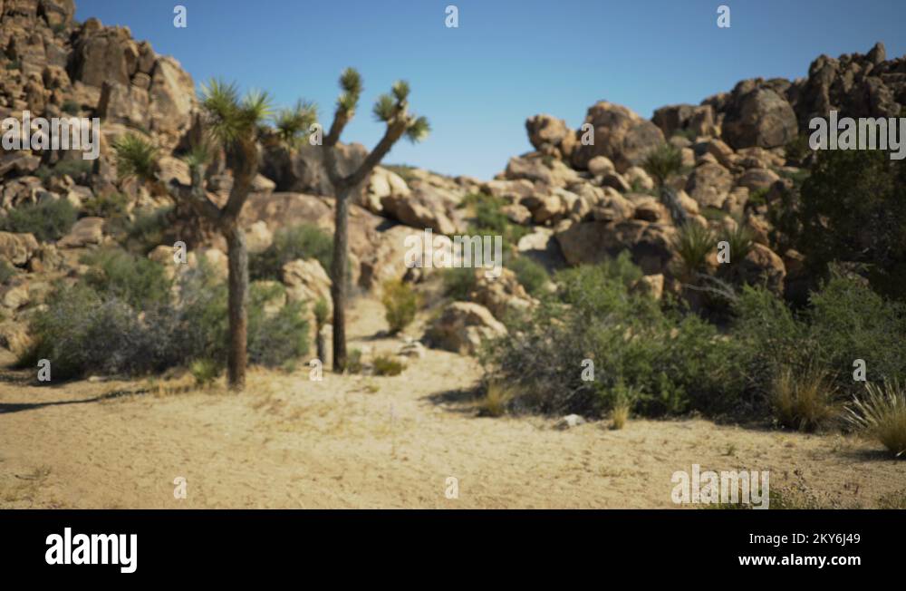 A bunch of desert plants at the bottom of a rocky mesa for green screen Stock Video Footage Alamy