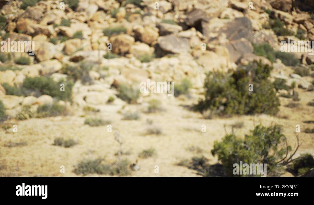 The bottom of a large mesa covered in desert plants for green screen Stock Video Footage Alamy