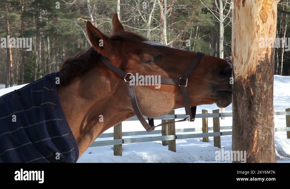 Horse tree bark Stock Videos & Footage HD and 4K Video Clips Alamy