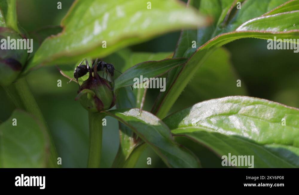 Fungus eating ants Stock Videos & Footage HD and 4K Video Clips Alamy