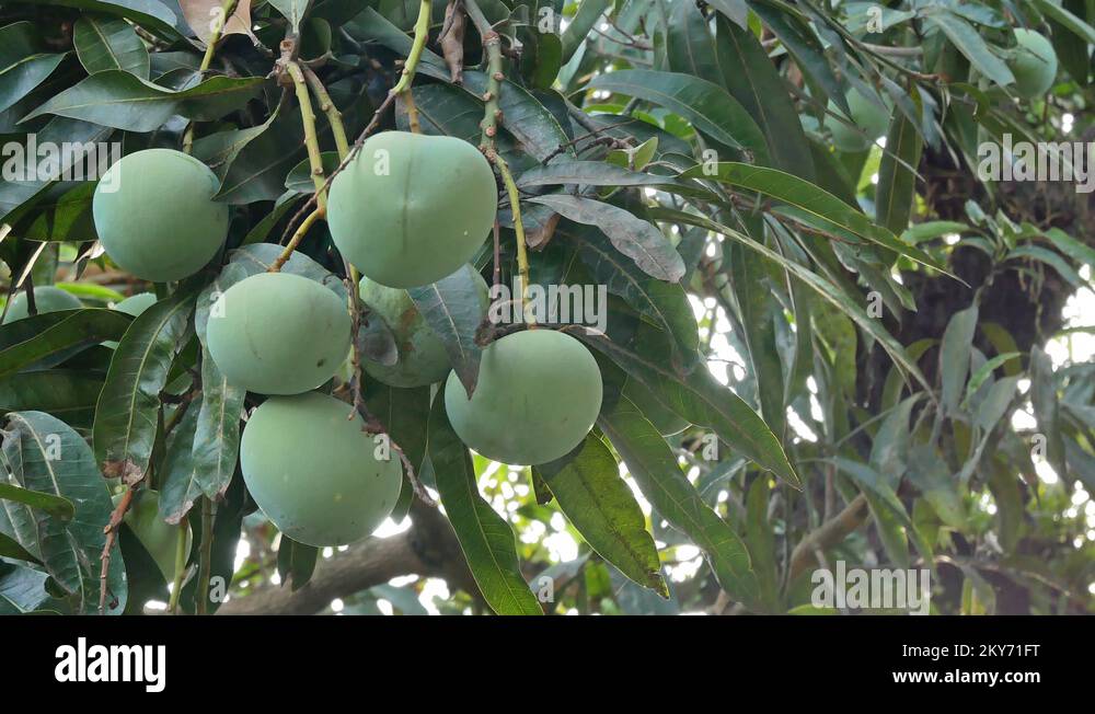 Mango mangos mangoes tropical exotic fruit fruits healthy food Stock