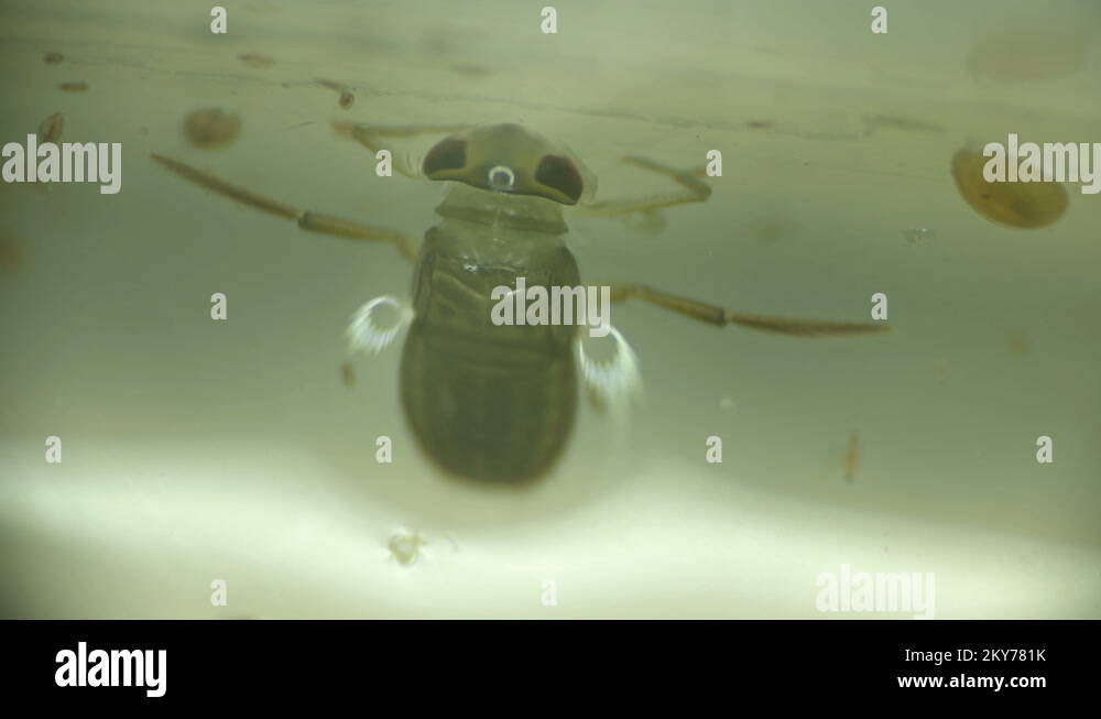 Bug under microscope Stock Videos & Footage HD and 4K Video Clips Alamy