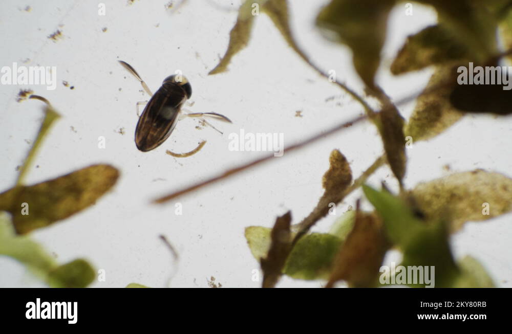 water bug Notonecta glauca under a microscope Stock Video Footage Alamy