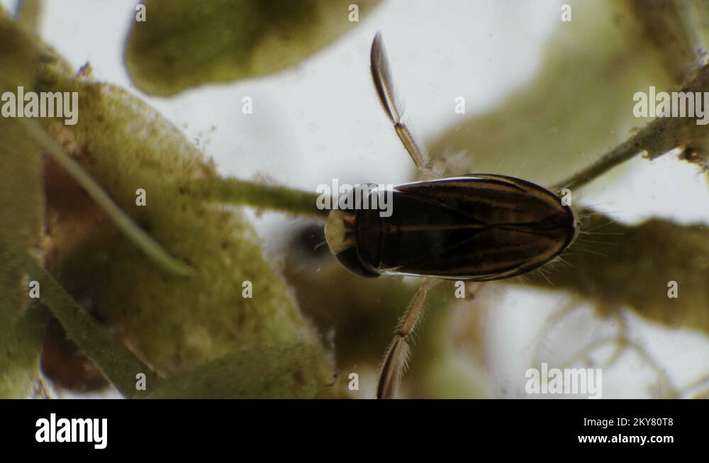 water bug Notonecta glauca under a microscope Stock Video Footage Alamy