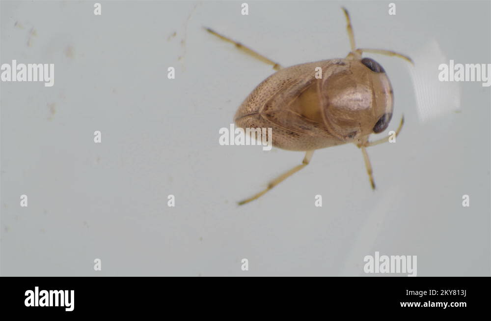 adult larva of the water bug Notonecta glauca under a microscope Stock