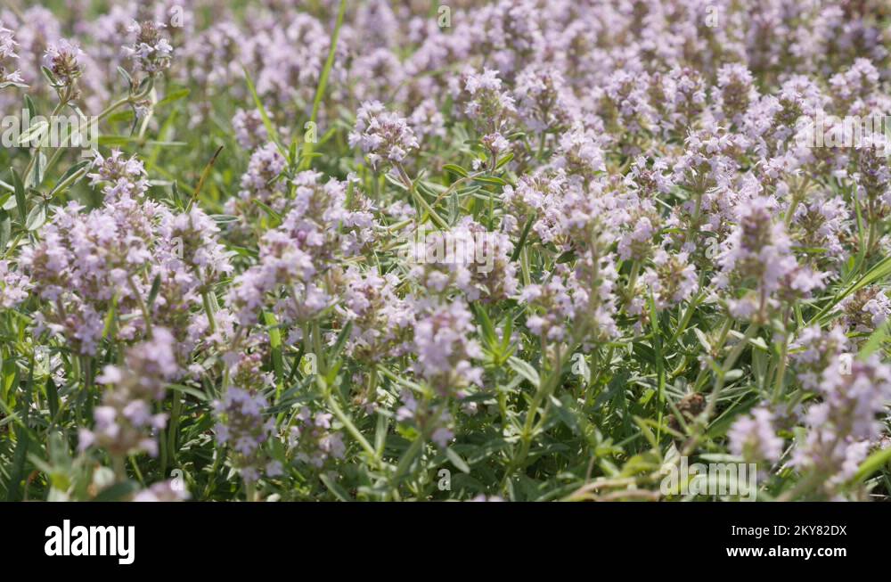 Breckland thyme thymus serpyllum Stock Videos & Footage HD and 4K