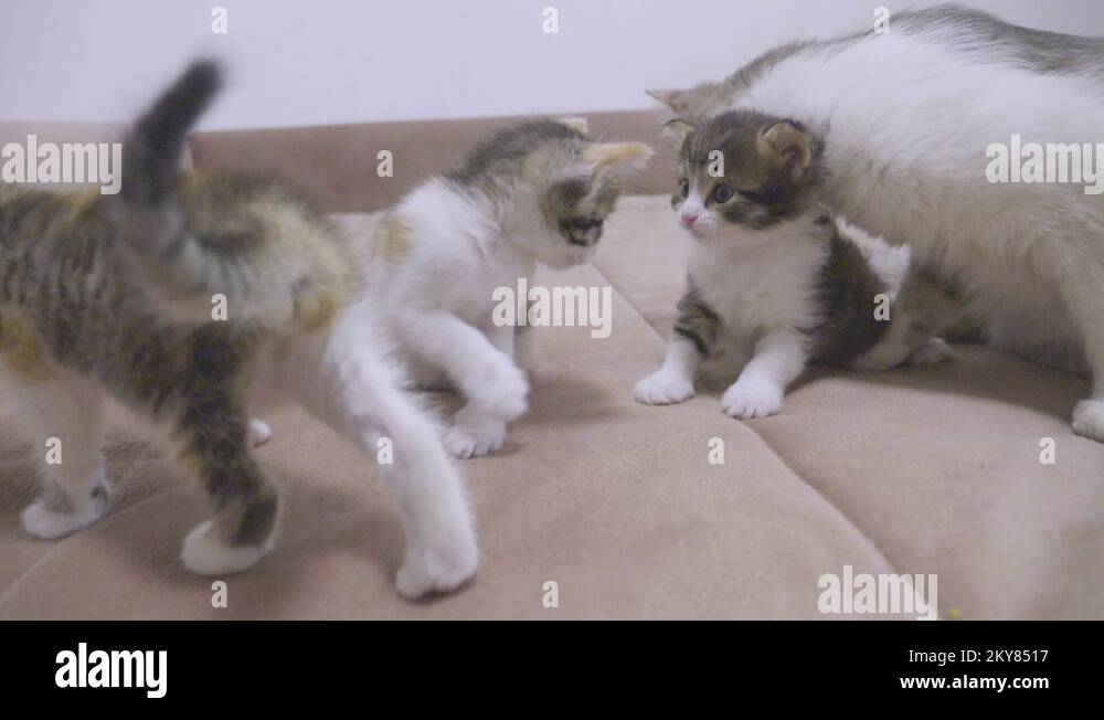 kitten shakes his head funny. the cat licks the tongue of a small