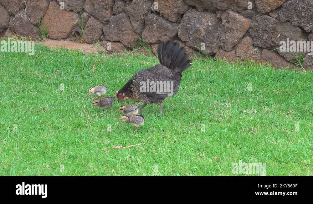 Feral chicken Stock Videos & Footage - HD and 4K Video Clips - Alamy