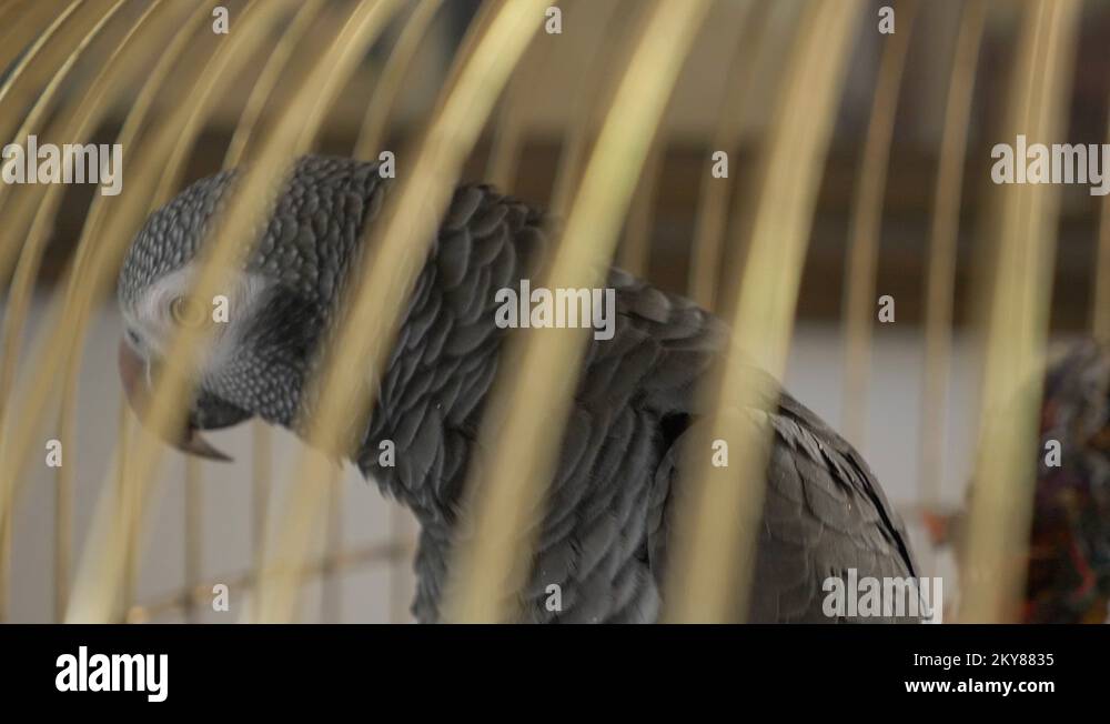 parrot in a golden cage. 4k, slow-motion, close-up. the parrot is ...