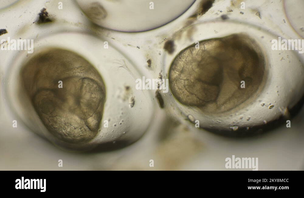 movement of the eggs of the Snail Planorbis under a microscope Stock