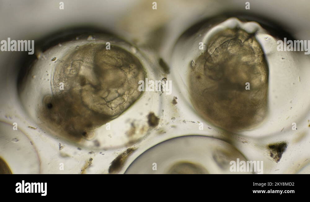 movement of the eggs of the Snail Planorbis under a microscope Stock