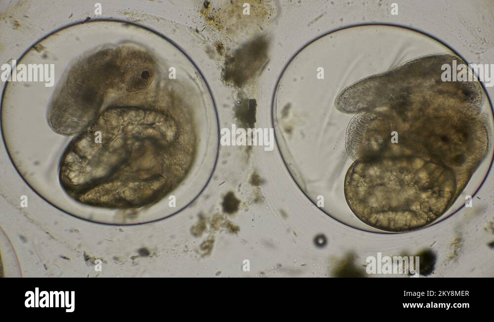 movement of the eggs of the Snail Planorbis under a microscope Stock