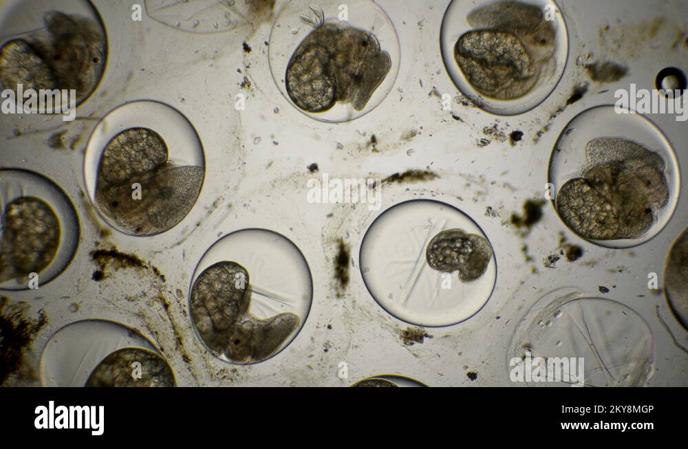 movement of the eggs of the Snail Planorbis under a microscope Stock