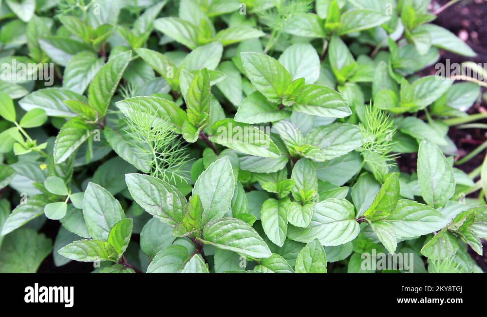 Organic Sweet Thai Basil (Ocimum basilicum var. thyrsiflora Stock Video