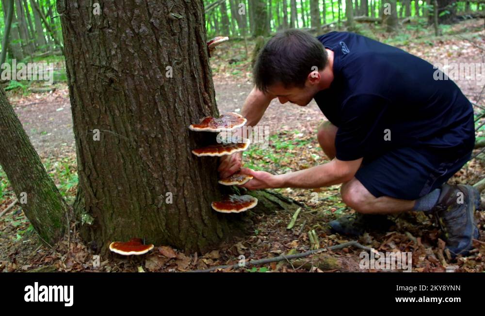 Foraging mushrooms new forest Stock Videos & Footage HD and 4K Video
