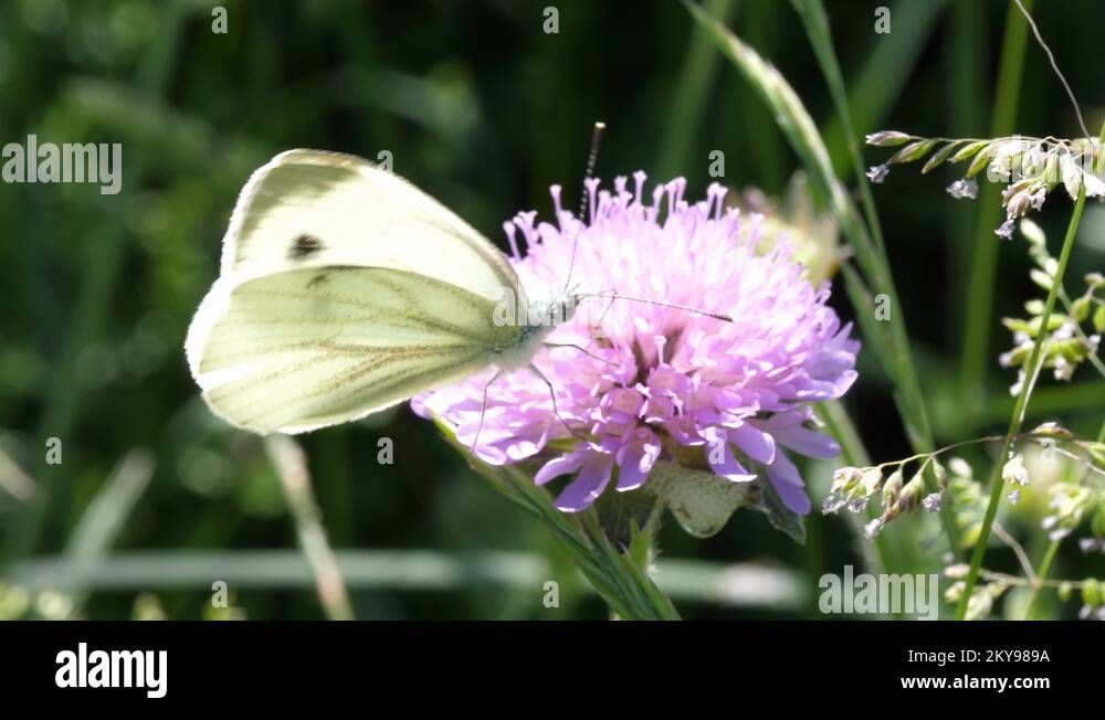 Pollen eating butterfly Stock Videos & Footage HD and 4K Video Clips